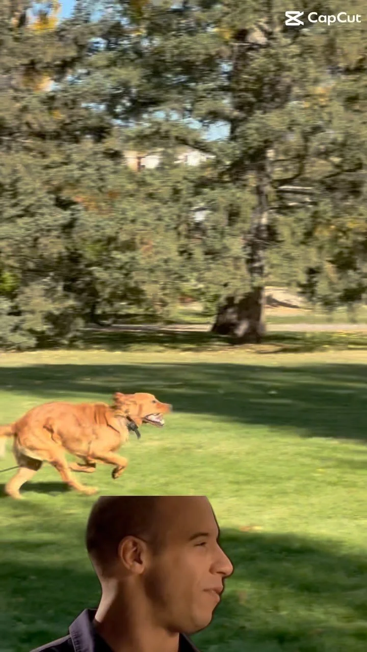 Chinook K9 Instagram training post 4