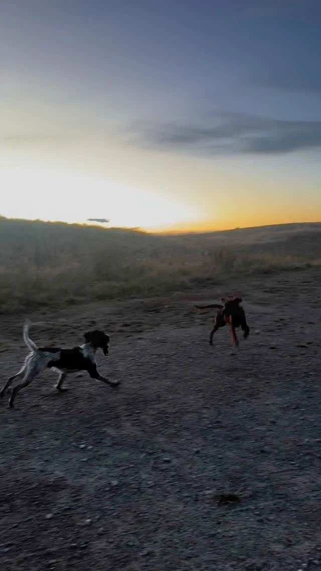 Chinook K9 Instagram training post 3