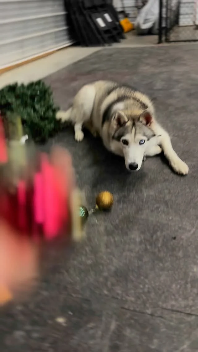 Chinook K9 Instagram training post 2