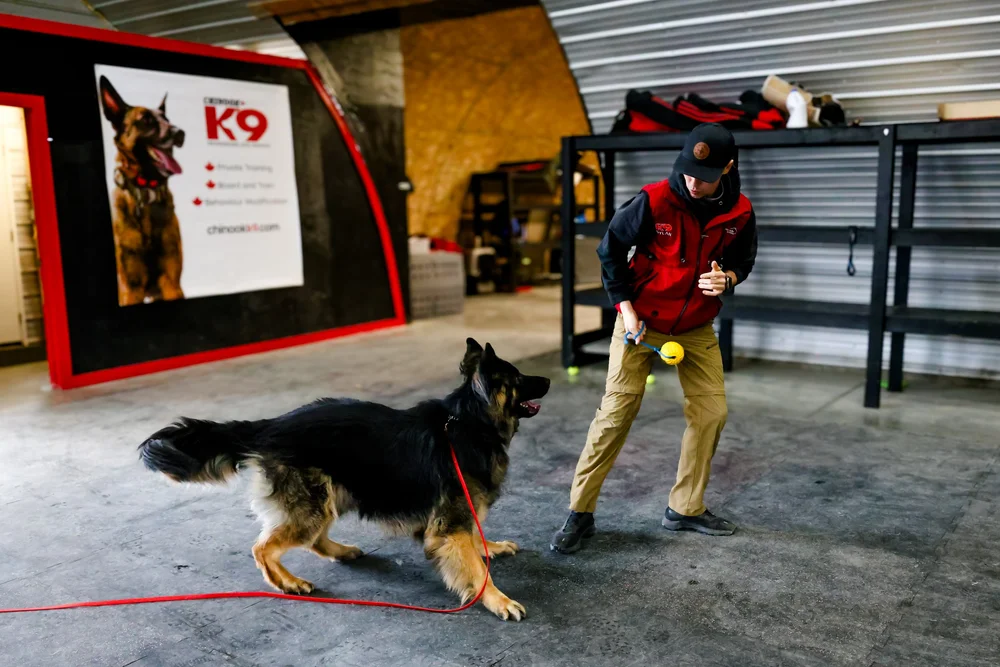 Board & Train at Chinook K9
