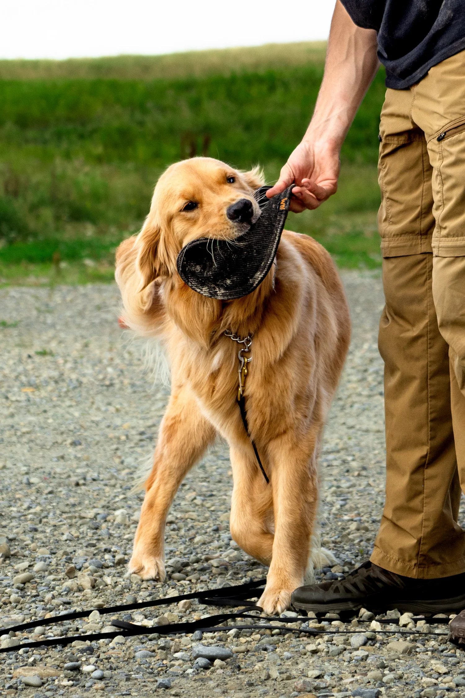 Private dog training lesson at Chinook K9