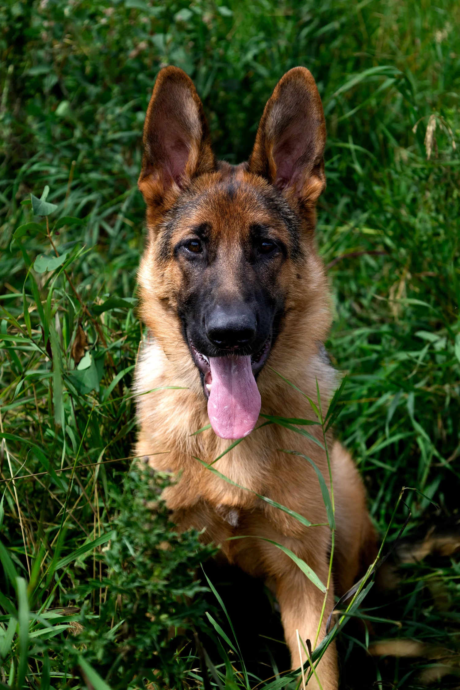 Board and train program at Chinook K9
