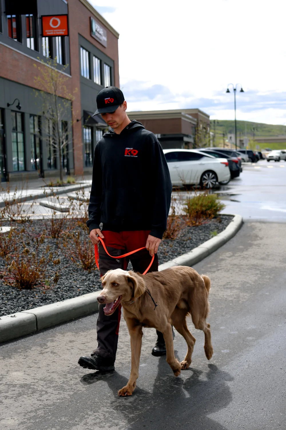 Dylan Rowse, Owner and Head Trainer at Chinook K9