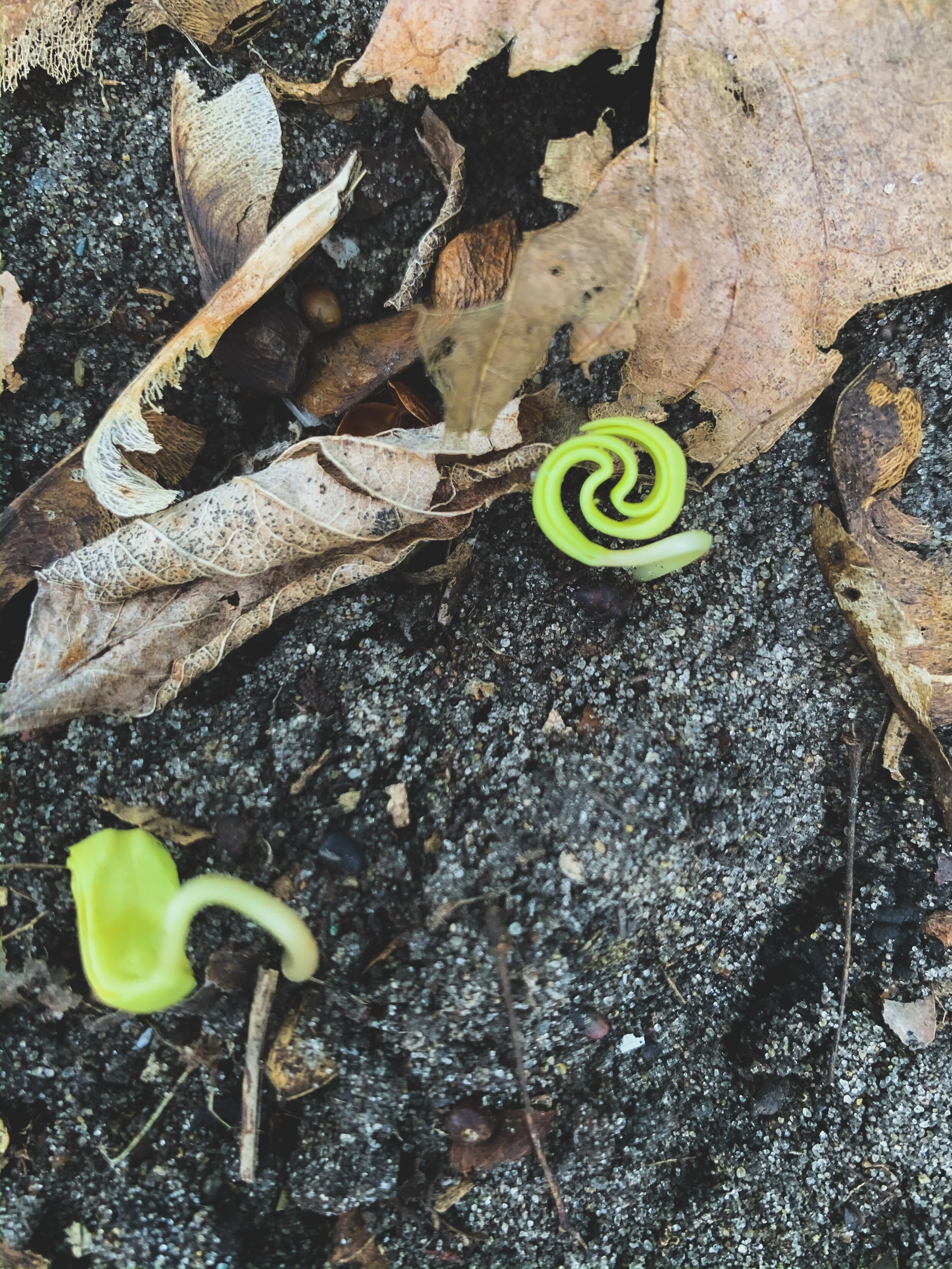 Message from the Planet, March 23, 2020