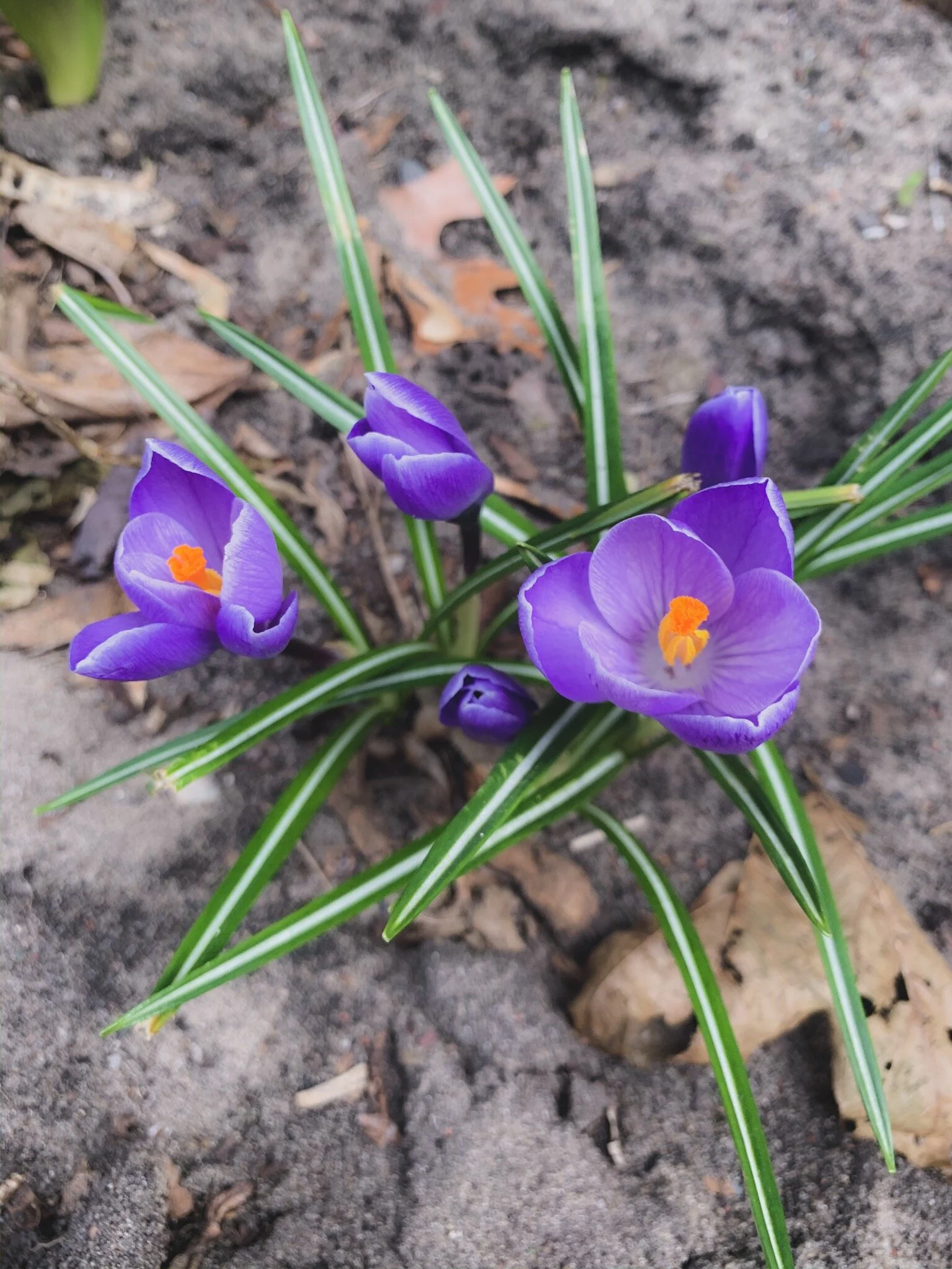 Message from the Fairy Realm, April 12, 2020