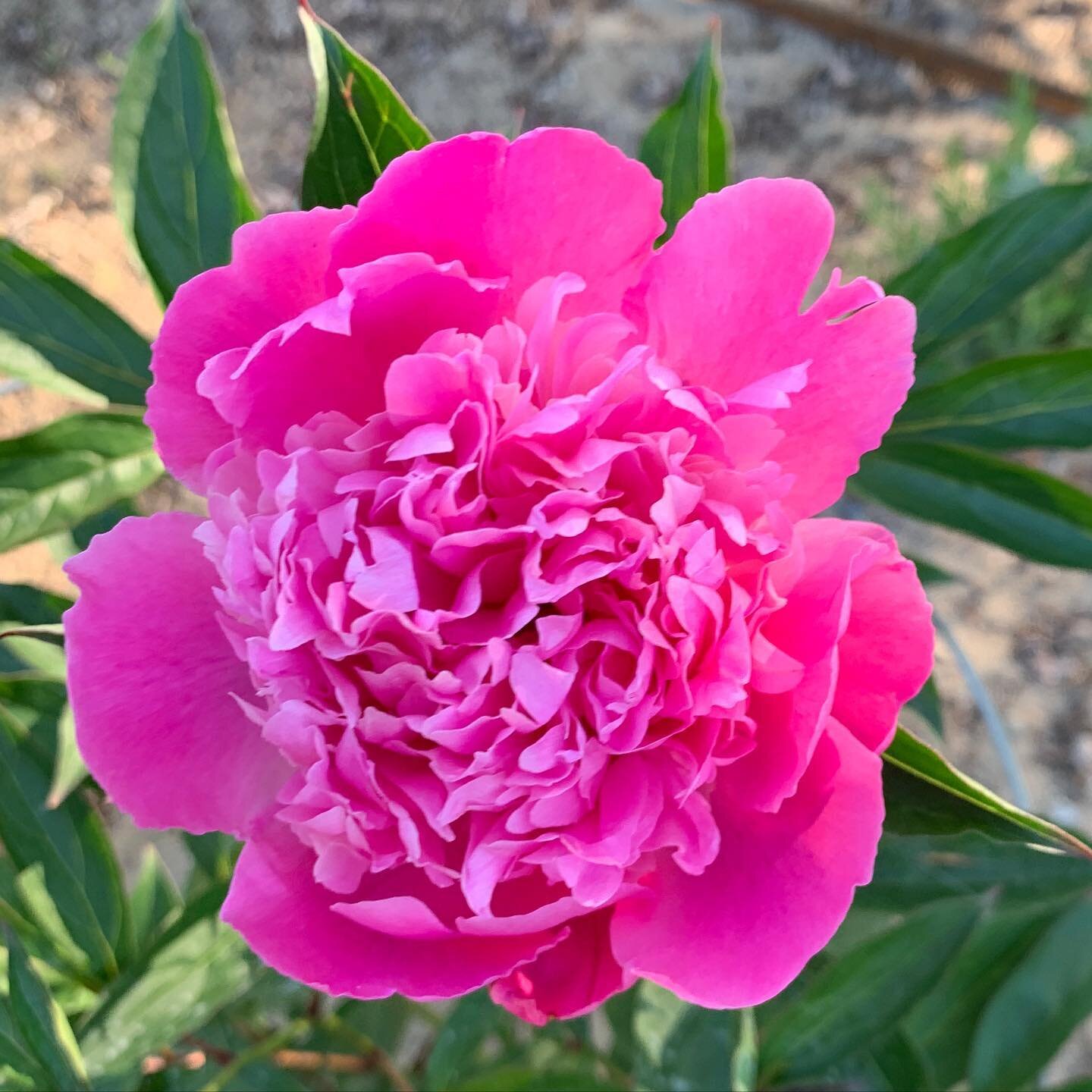 The first peony has arrived! So happy to see it! 😍