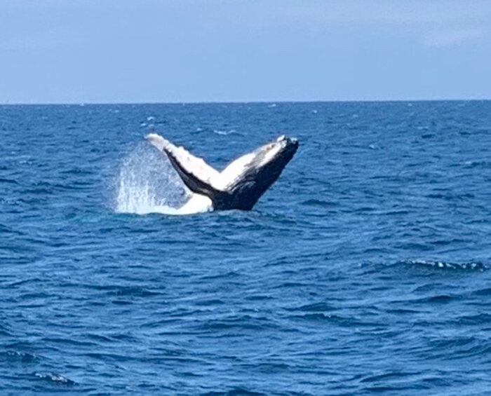 Merimbula – 5 Day Tour