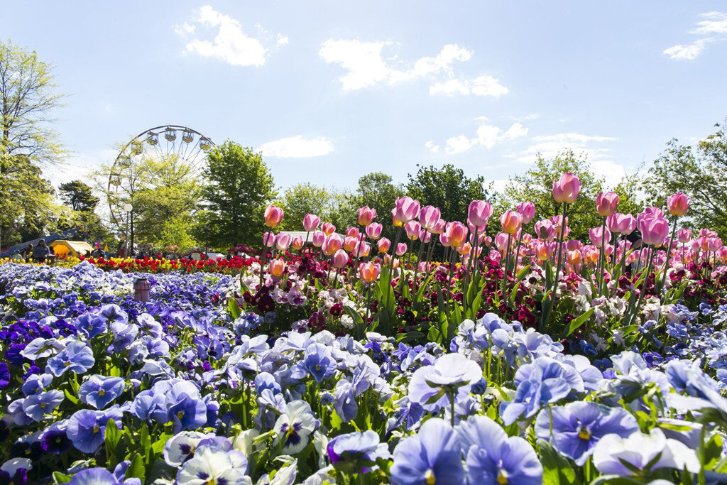 Floriade & Tulip Time – 7 Day Tour