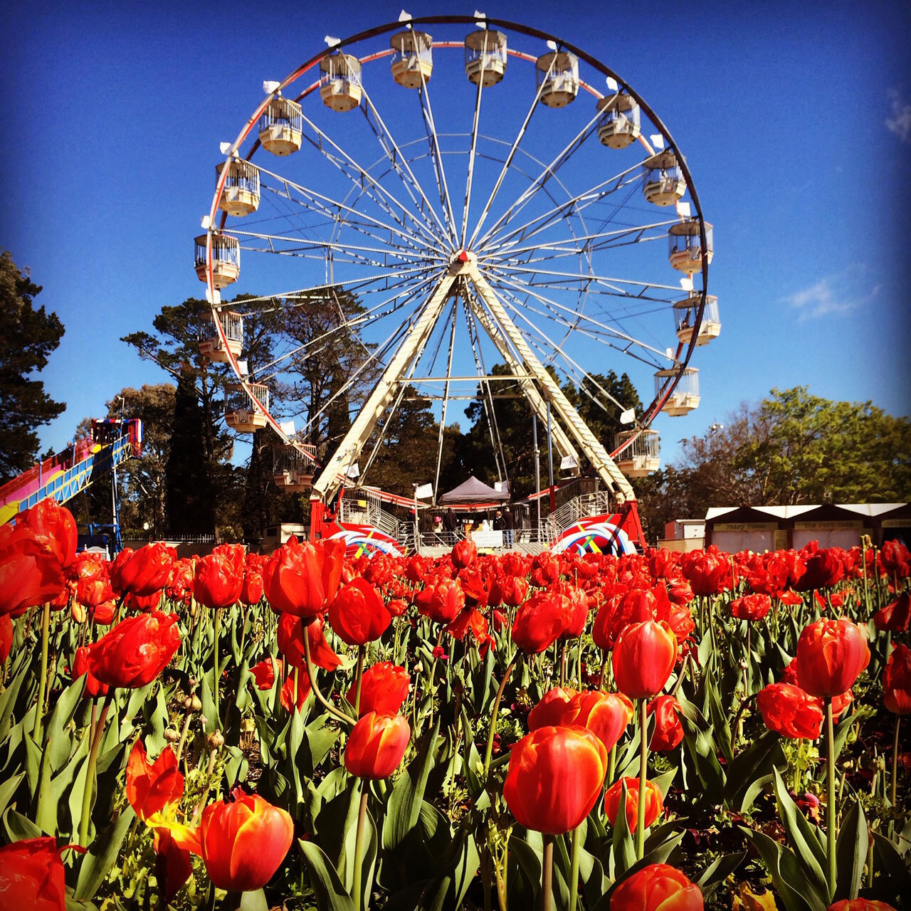 CANBERRA “FLORIADE” – 4 DAY TOUR