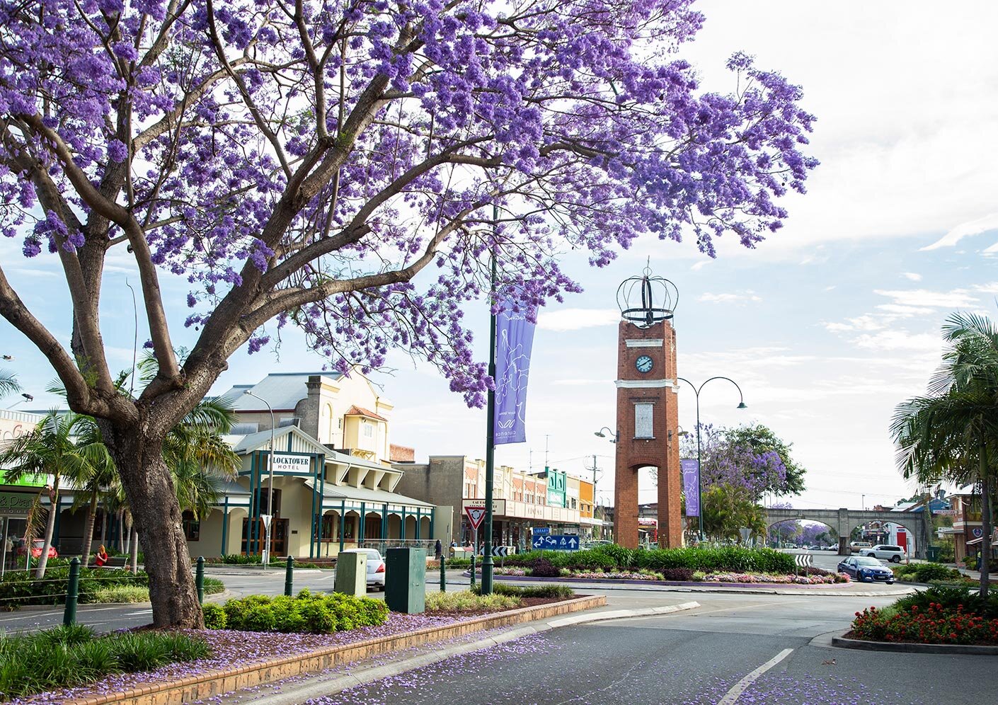 GRAFTON JACARANDA FESTIVAL – 5 DAY TOUR
