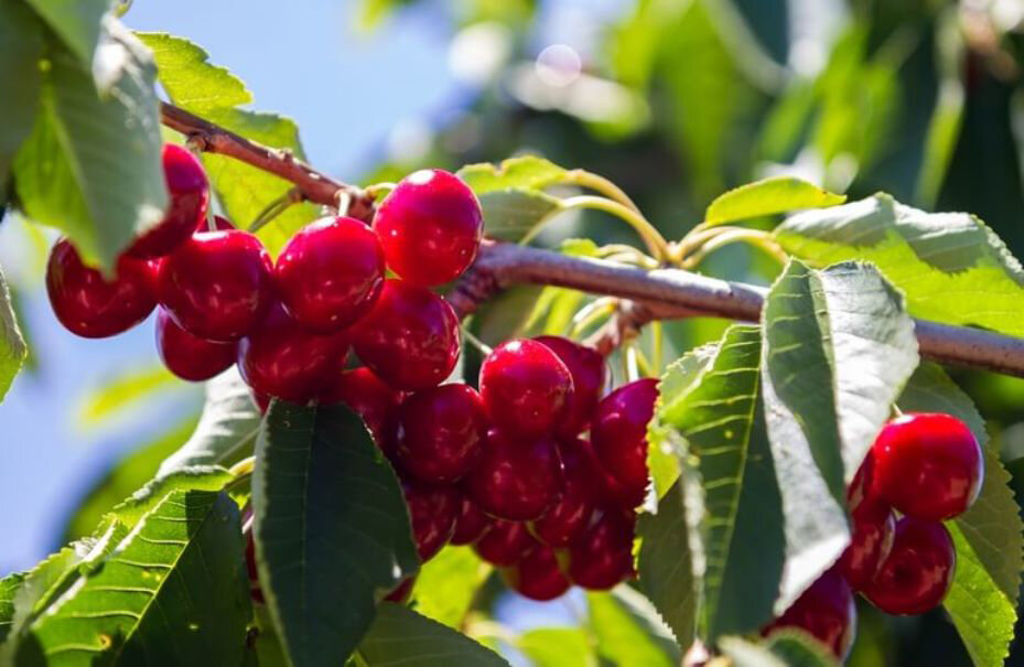 “CHERRY TIME” IN YOUNG – 4 DAY TOUR