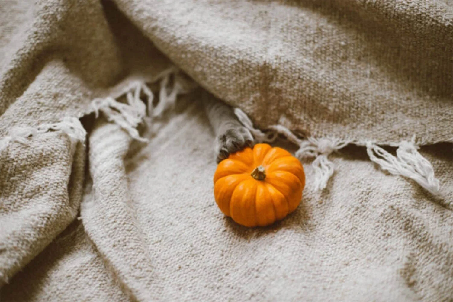 7 Ways to Make Your Home Extra Fabulous This Season