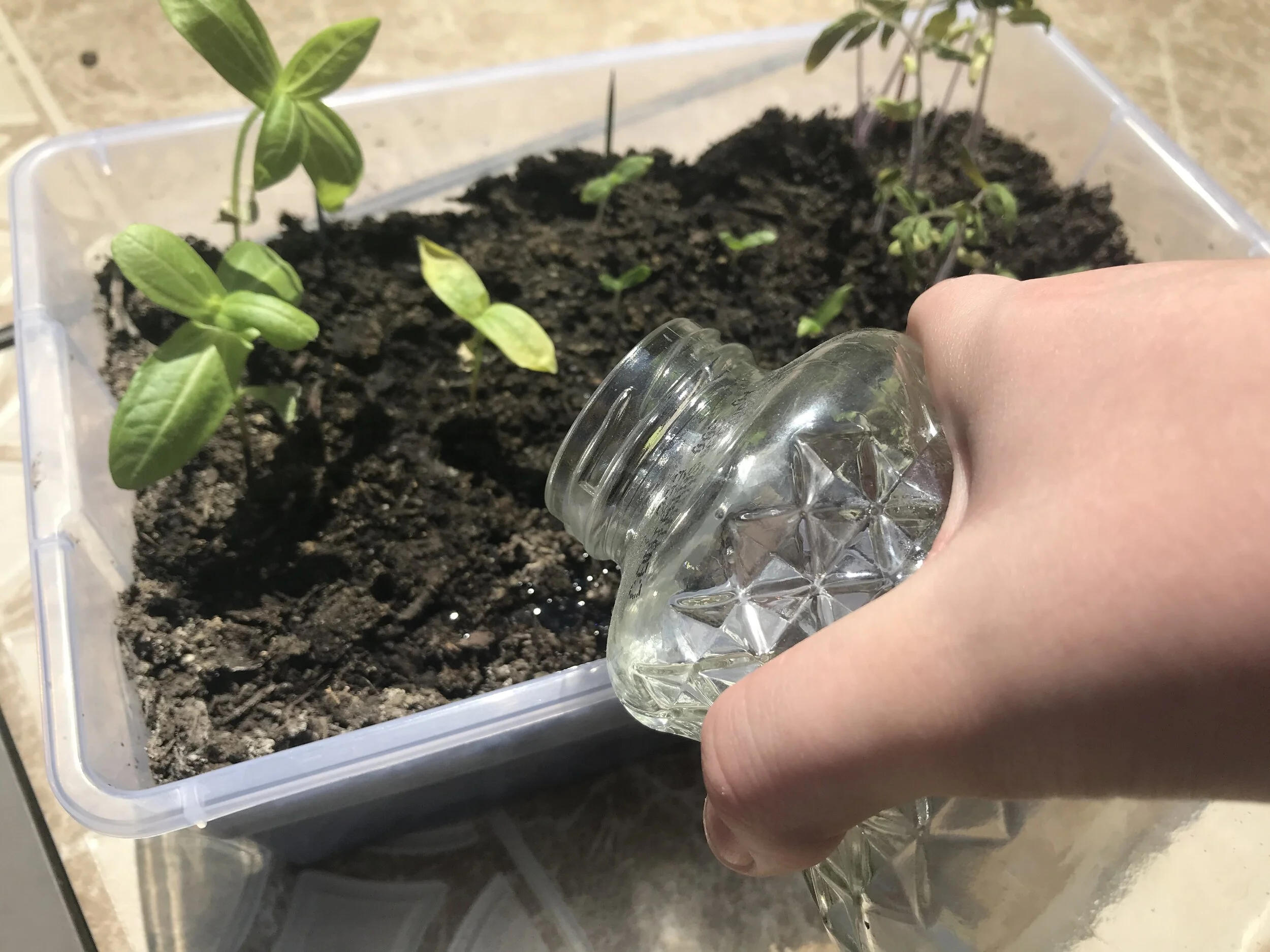 Gardening for Dummies