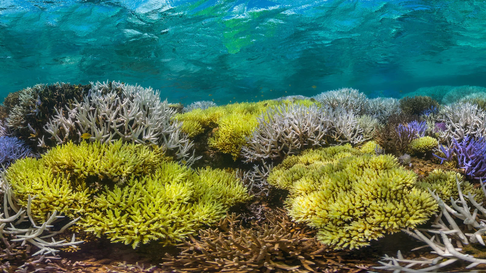 The Destruction of Our Oceans: A Review of ‘Chasing Coral’