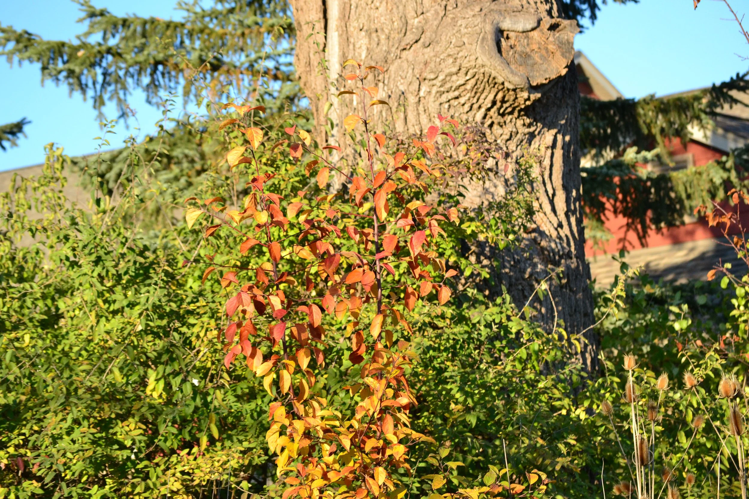 colorful bush