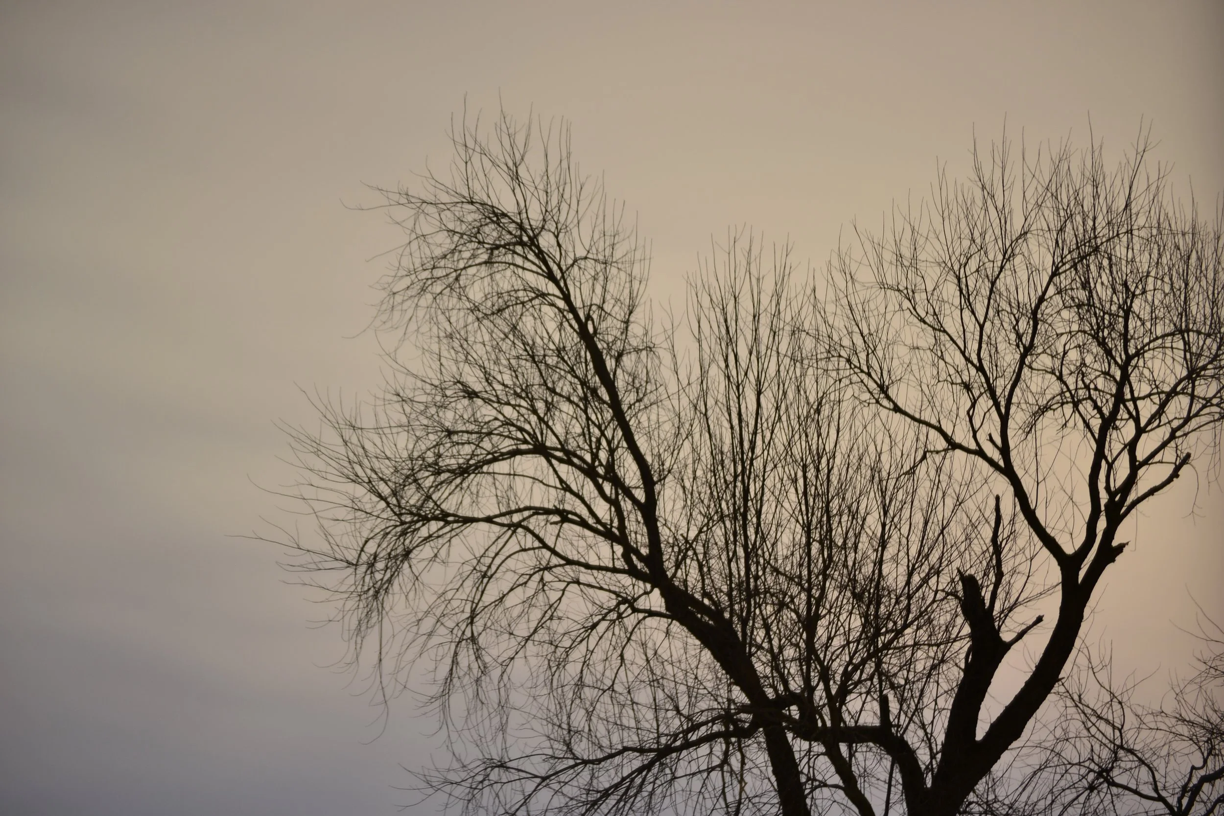 eerie tree in the night
