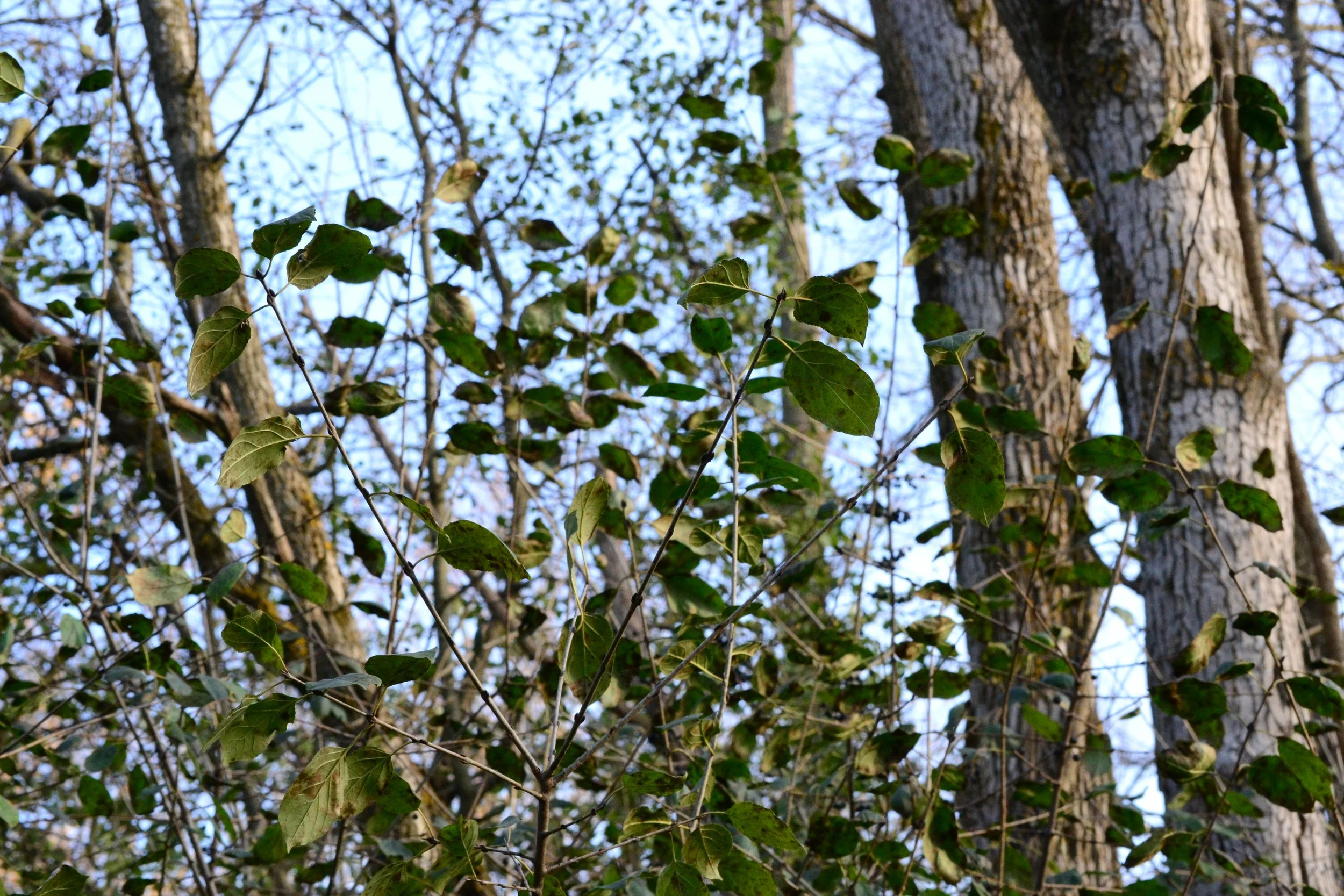 leaves with a higher profile