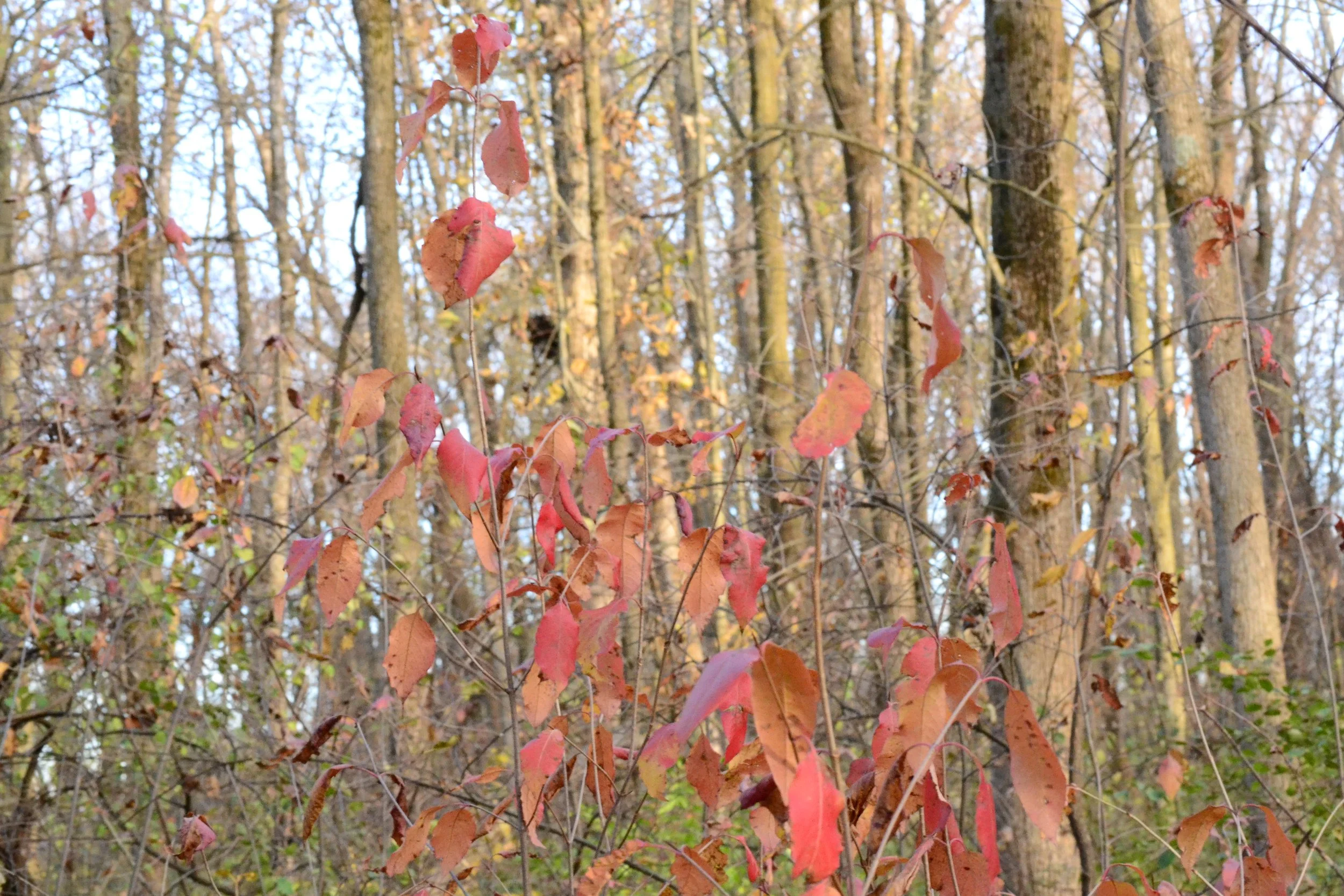 pink-red leaves