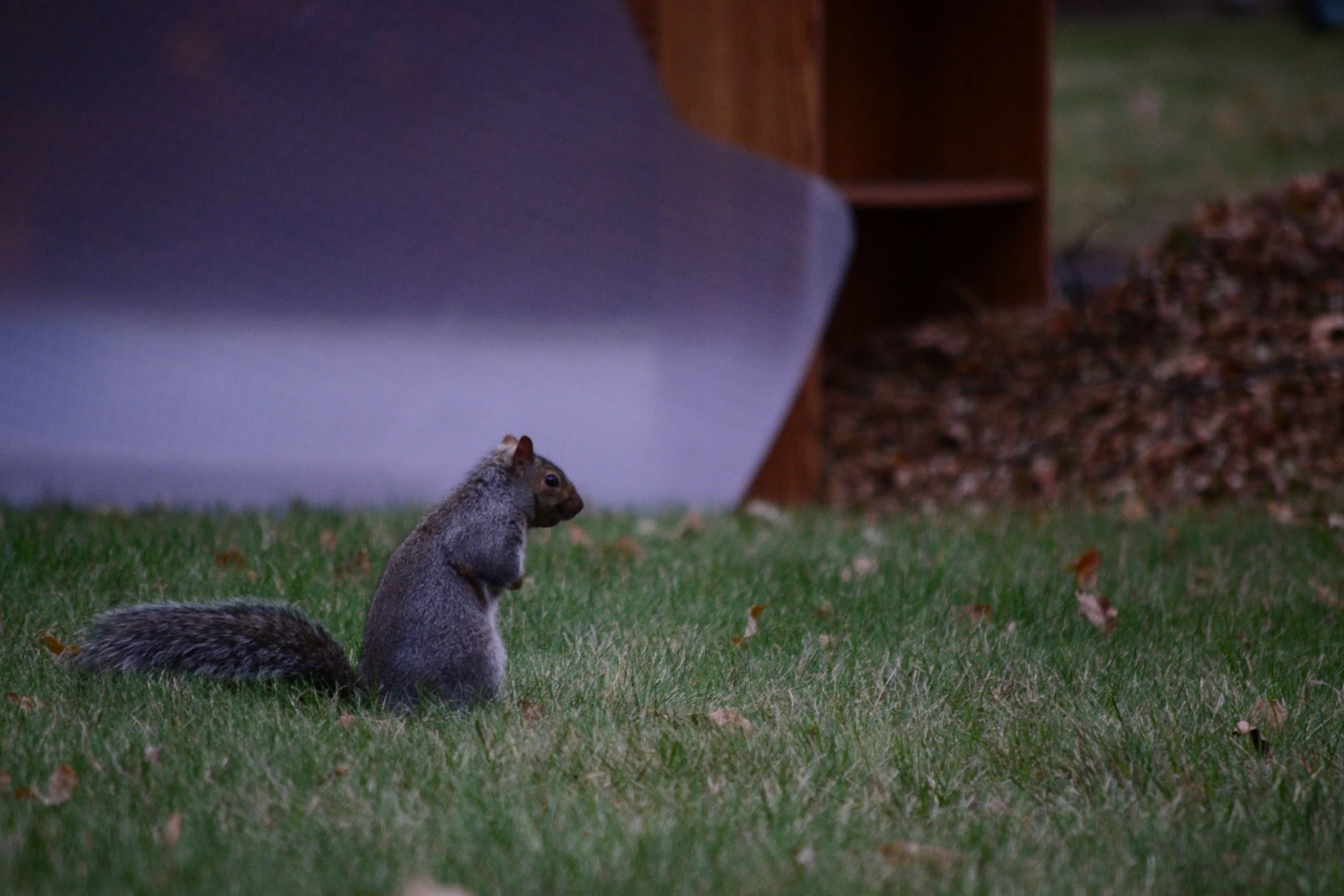 squirrel looking for food