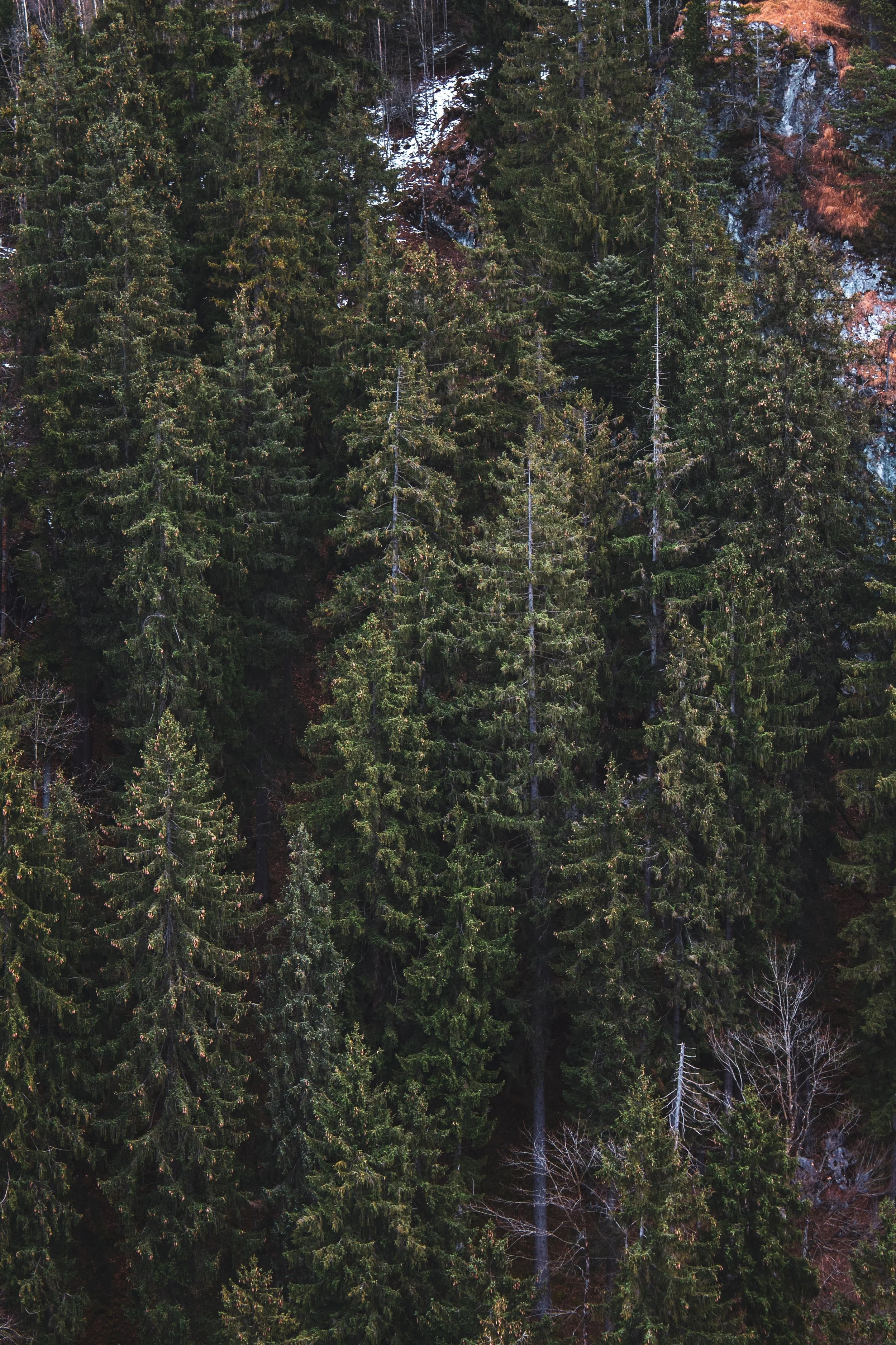 An Interview with a Naturalist/A Career in Conservation