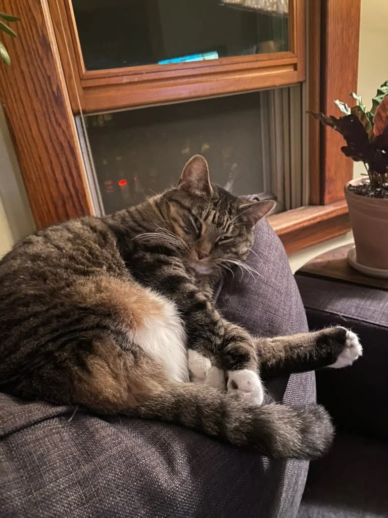 cat.jpg
