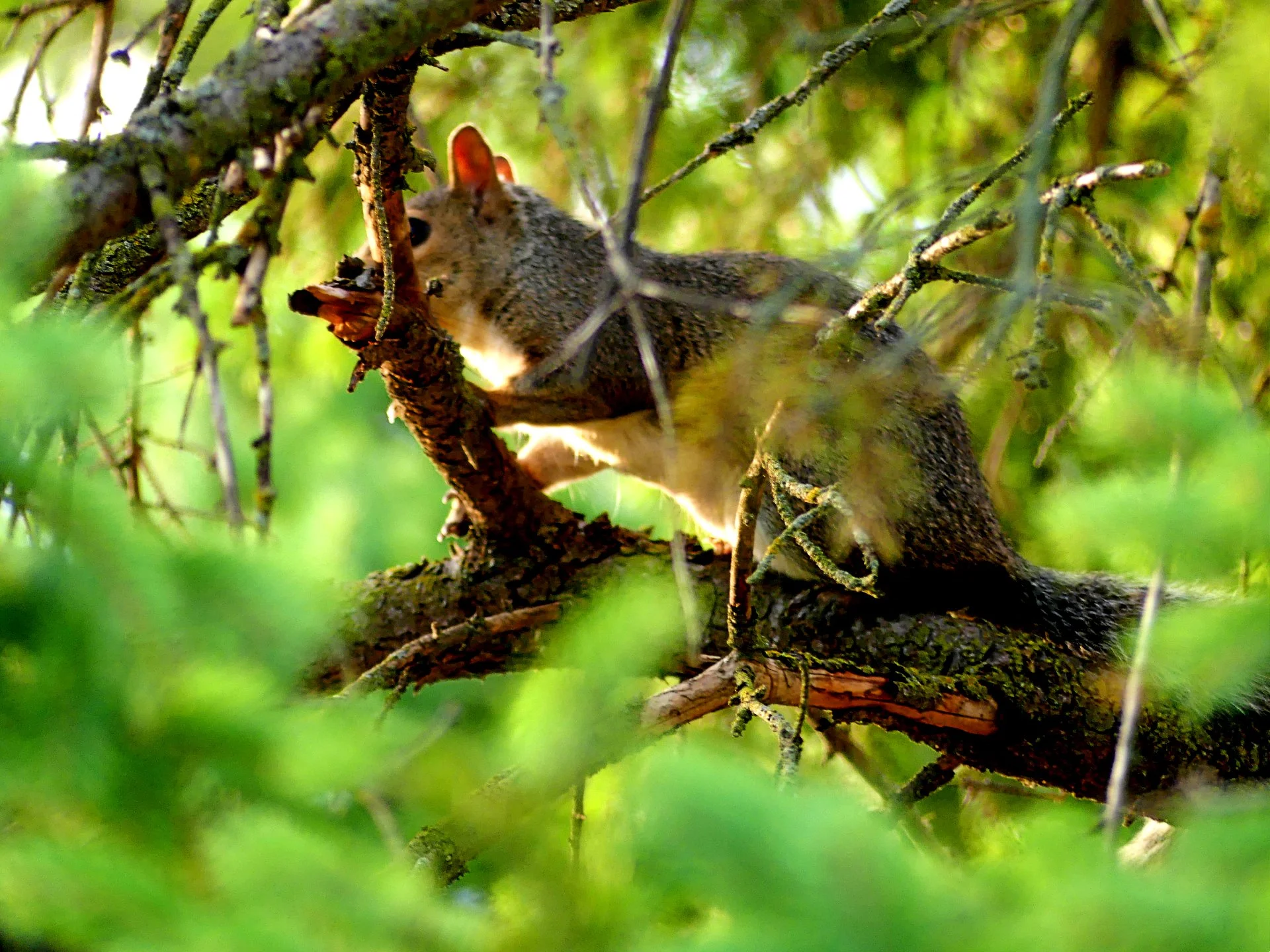 Squirrel in Tree — Charger Press