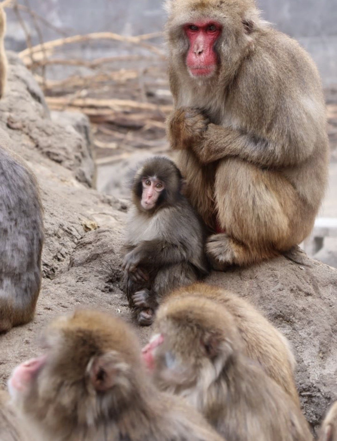The Life of Punch: How One Monkey Captured Hearts Around the World