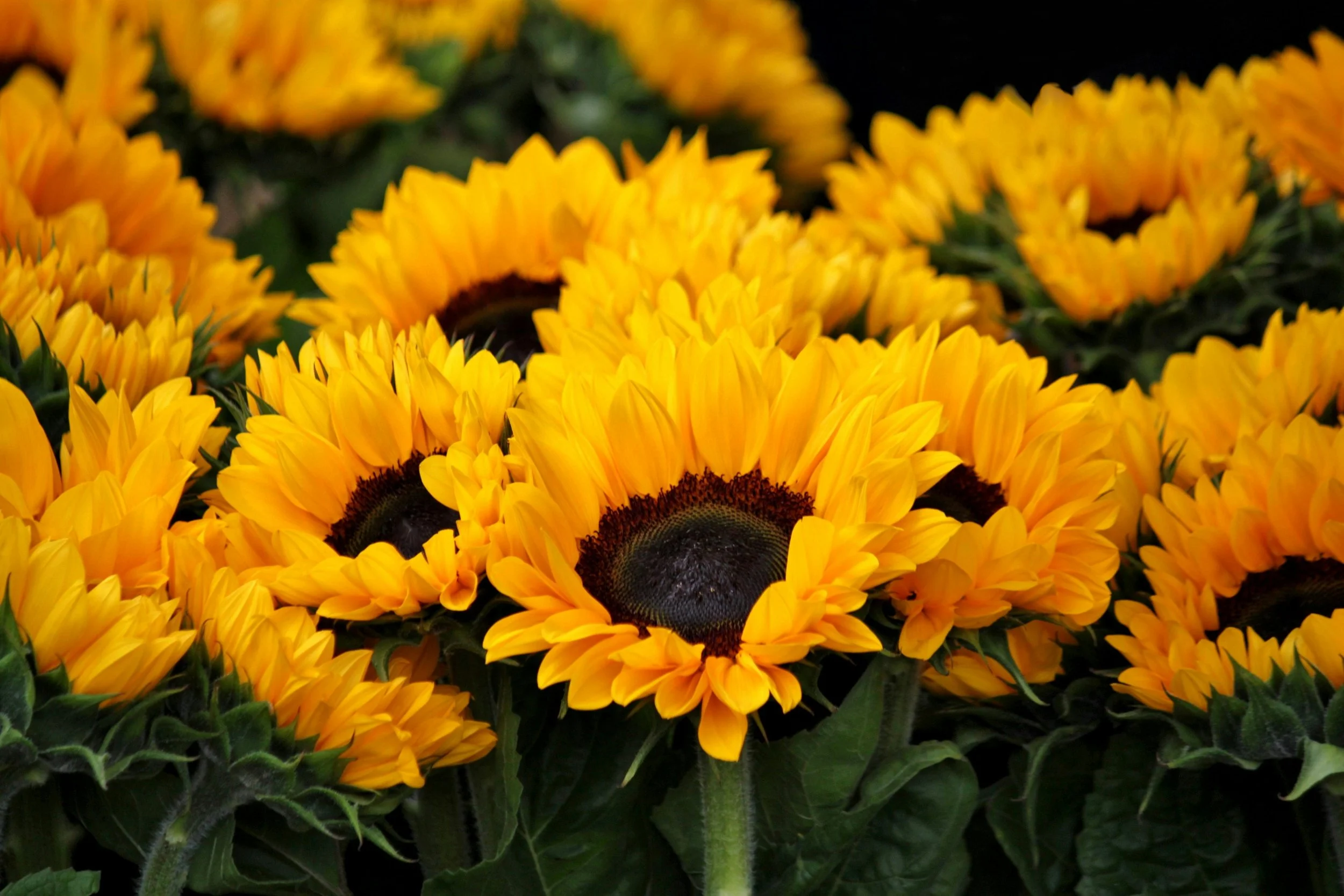 Sunflowers &amp; Wheat Fields
