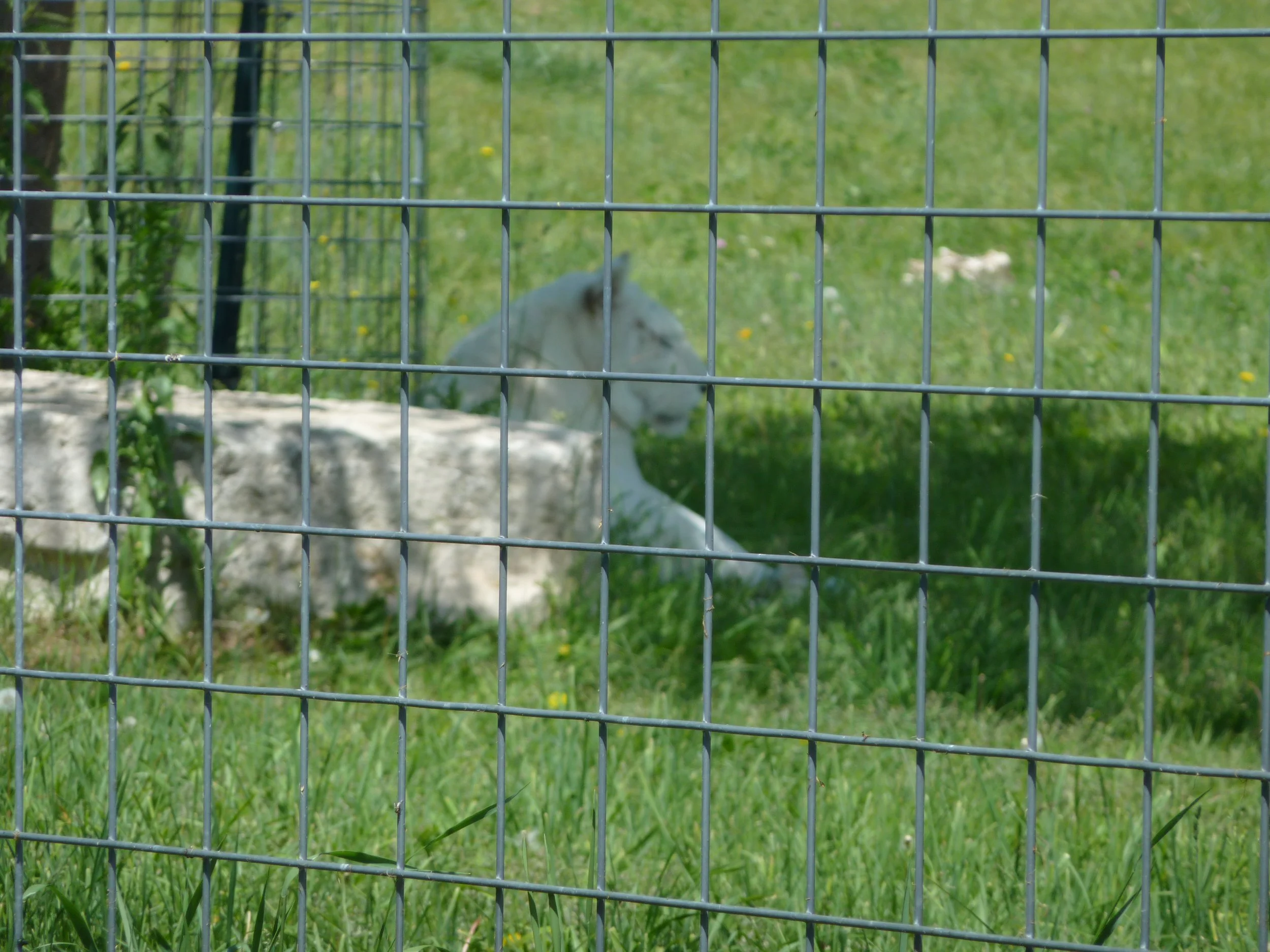 Shalom: Conservation Haven or Commercial Zoo