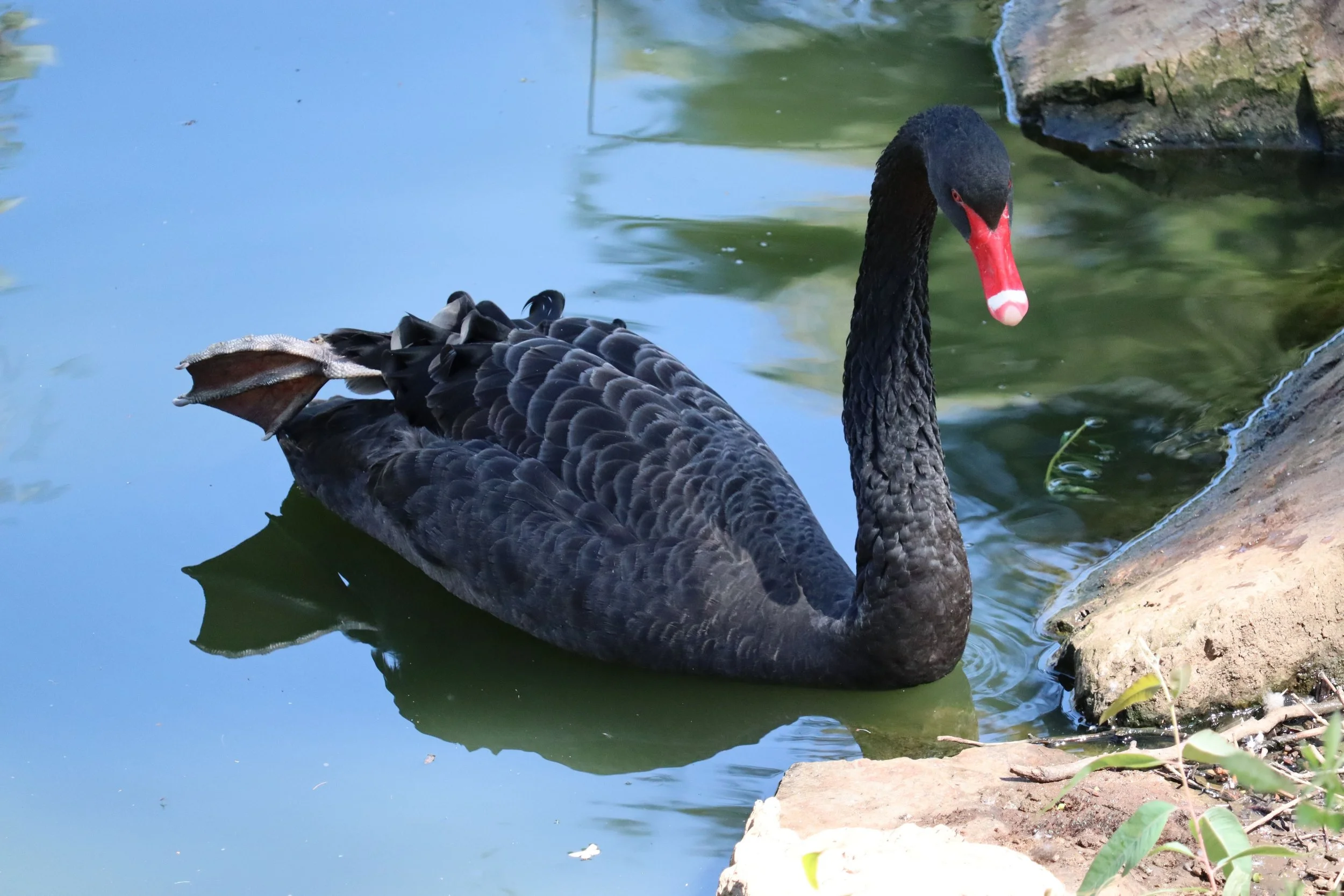 What are Black Swan Events in Finance?