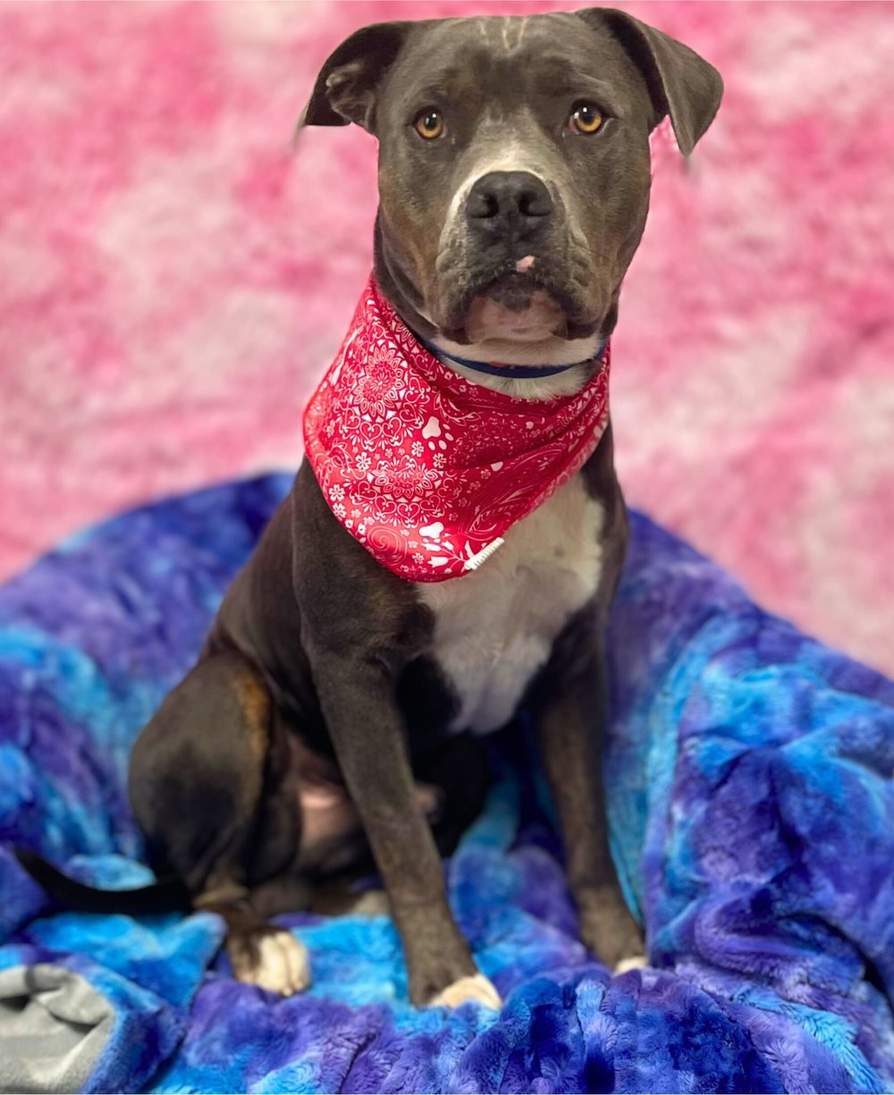 Overview — Friends of the Animals Shelter