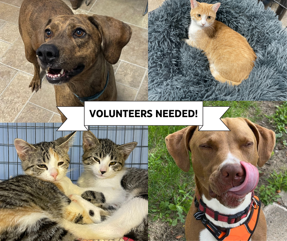 Friends of the Animals Shelter | Support Animal Welfare - Get Involved ...