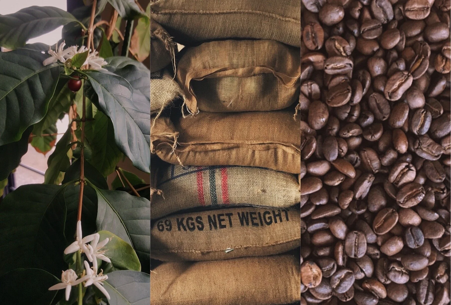 Shop — Rooster's Crow Coffee Roastery