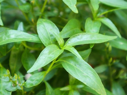 Andrographis | Mind Body Medical