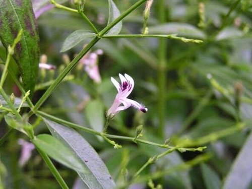 Andrographis | Mind Body Medical