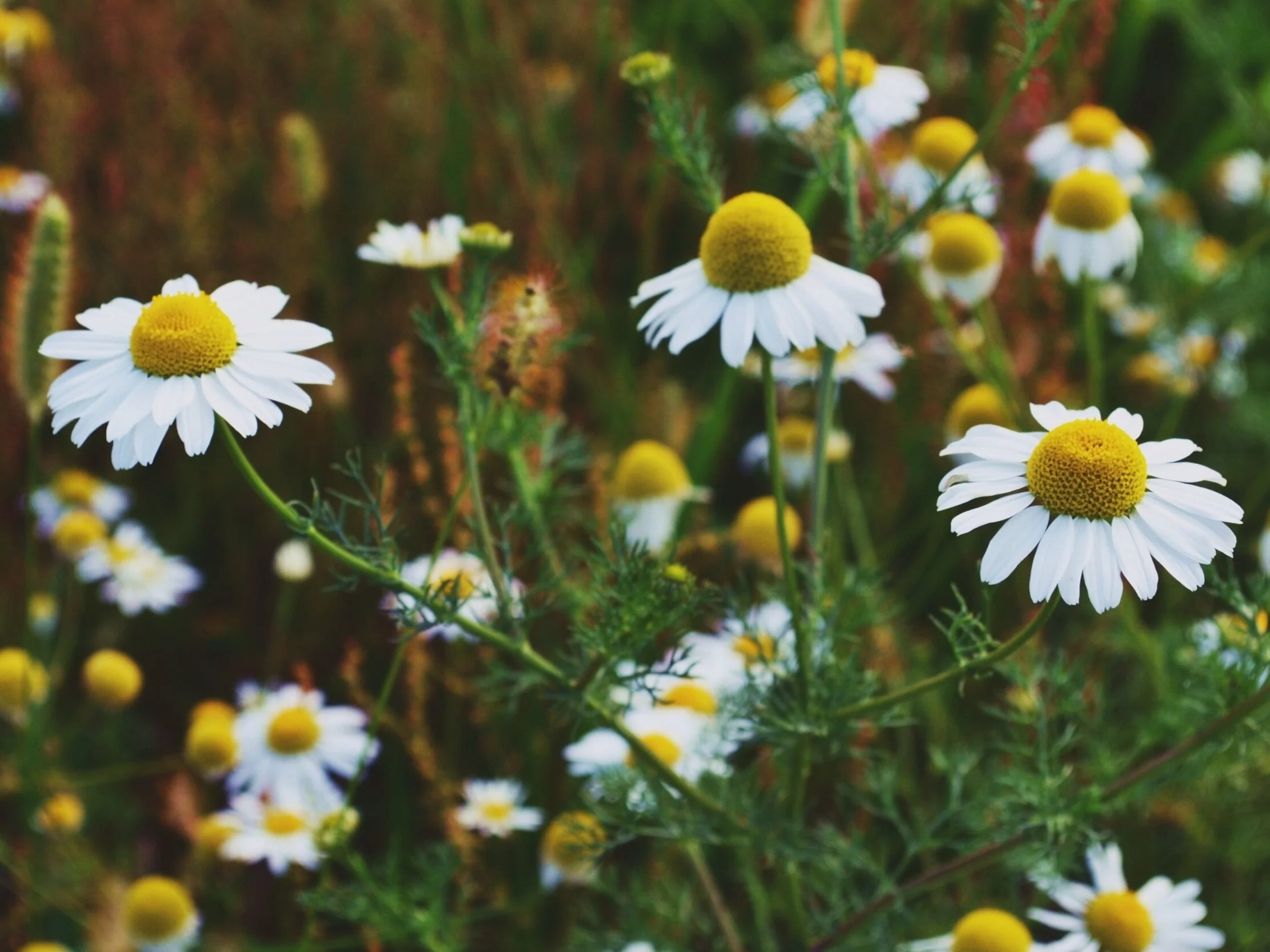 Chamomile Mind Body Medical