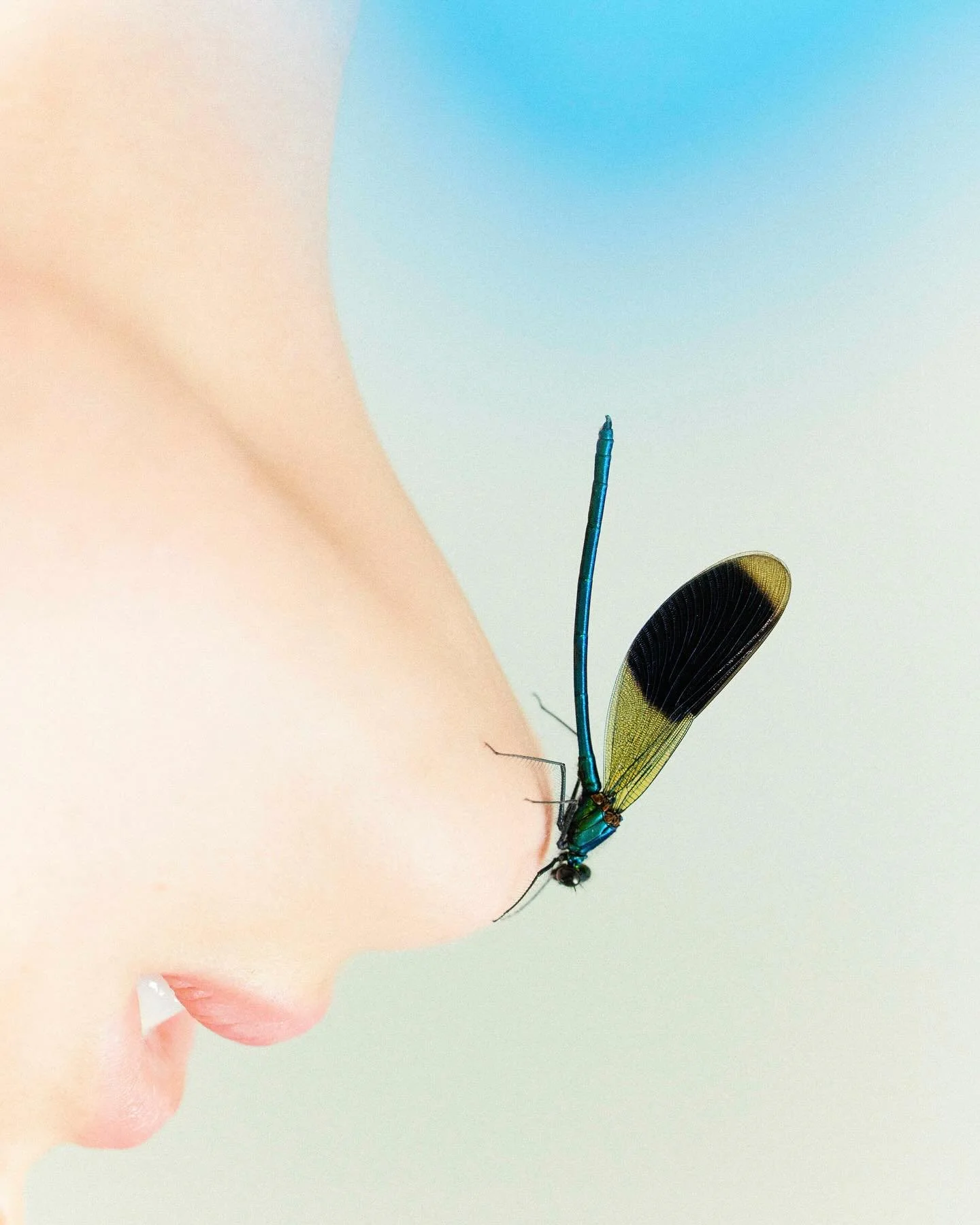 📸 @doucedivry 
#doucedivry #photographer #personalwork #dragonflys #dragonflyphotography #photobook