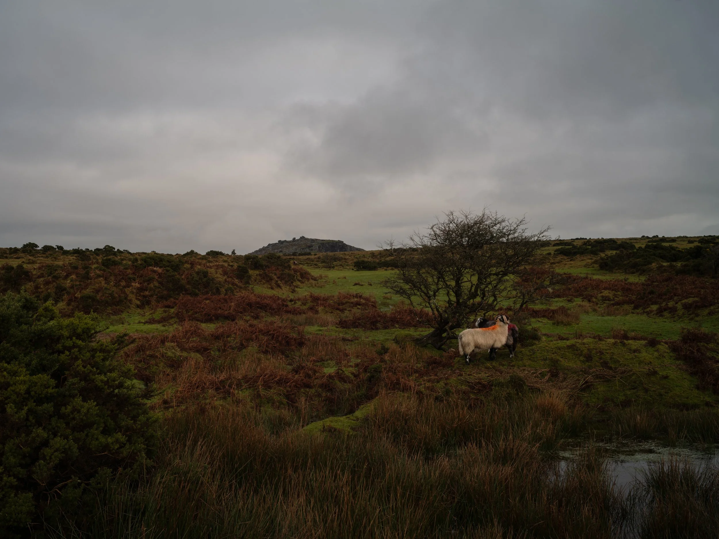 052_Craddock Moor Cornwall 002.jpg