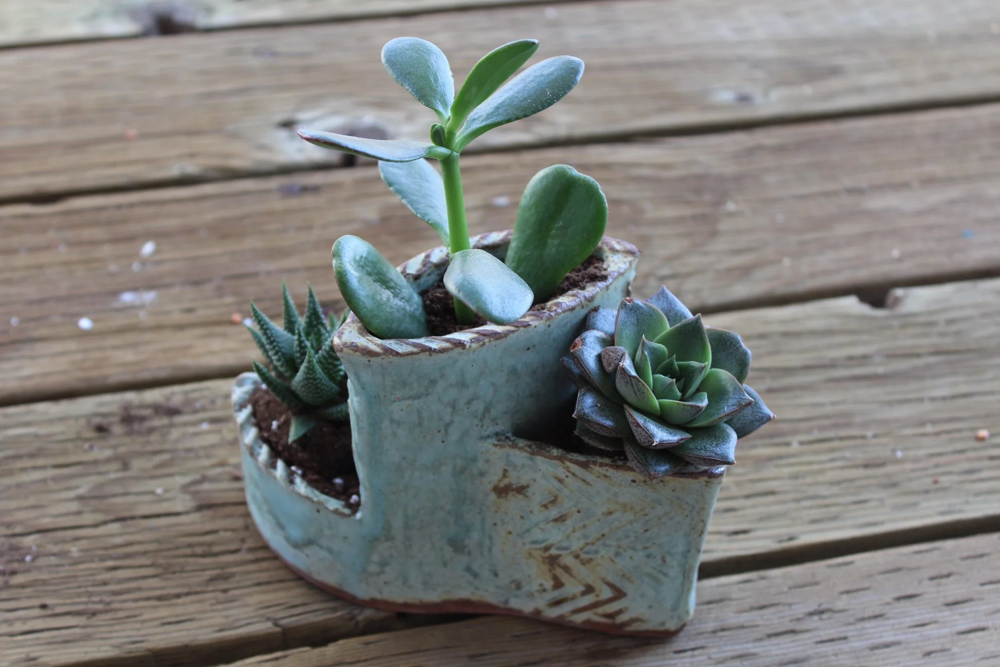 Succulent holder