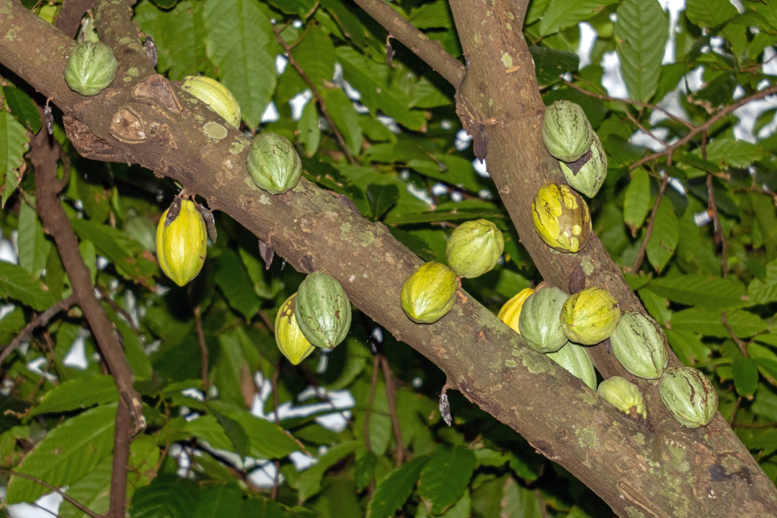 Secrets Of The Cocoa Trade
