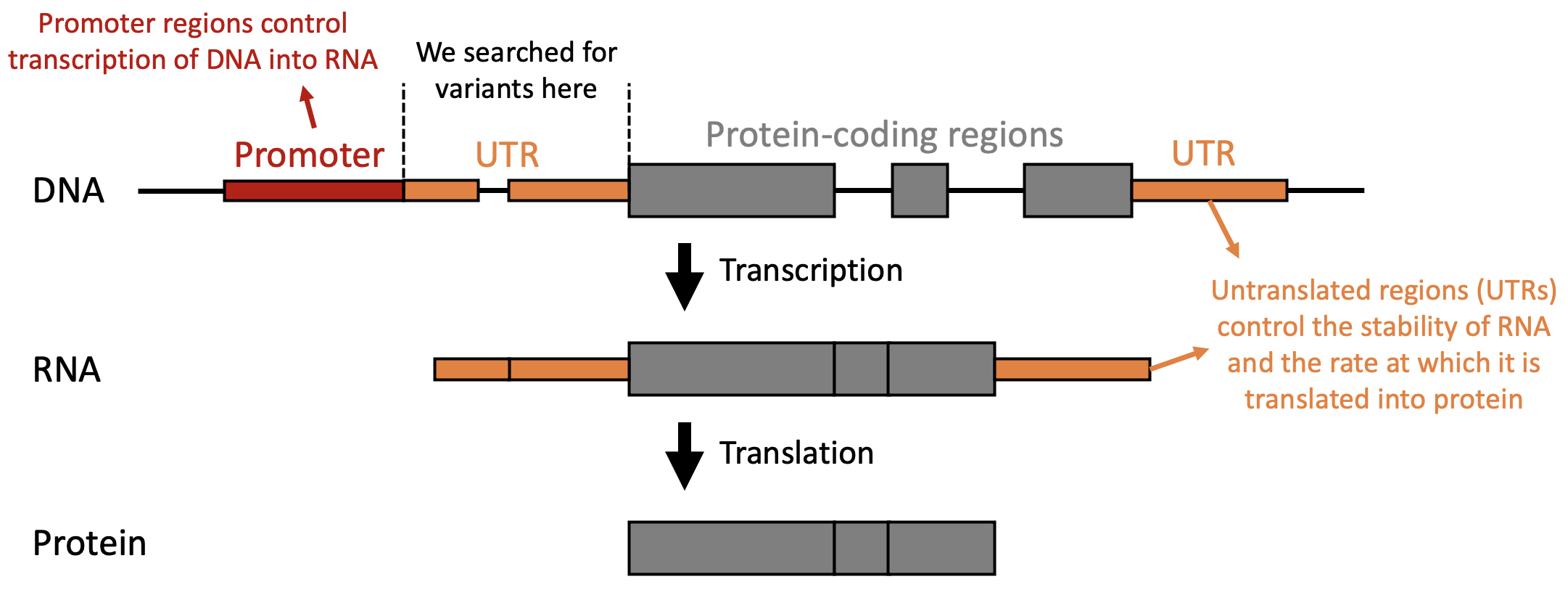 Anatomy of a gene showing promoter, UTRs, and protein-coding exons from DNA to protein.