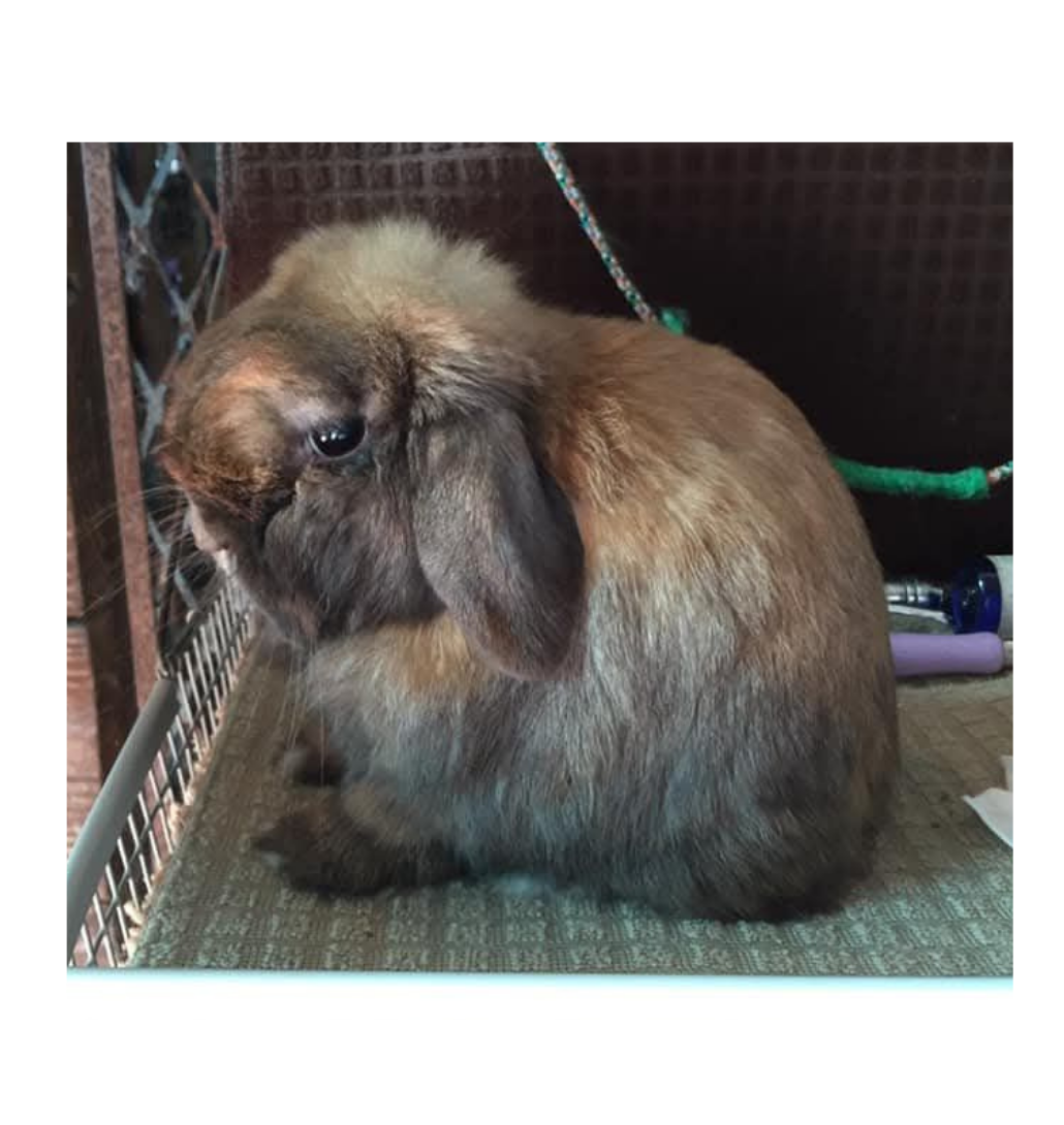 SRC &amp; SRF Summer Benefit Rabbit Show