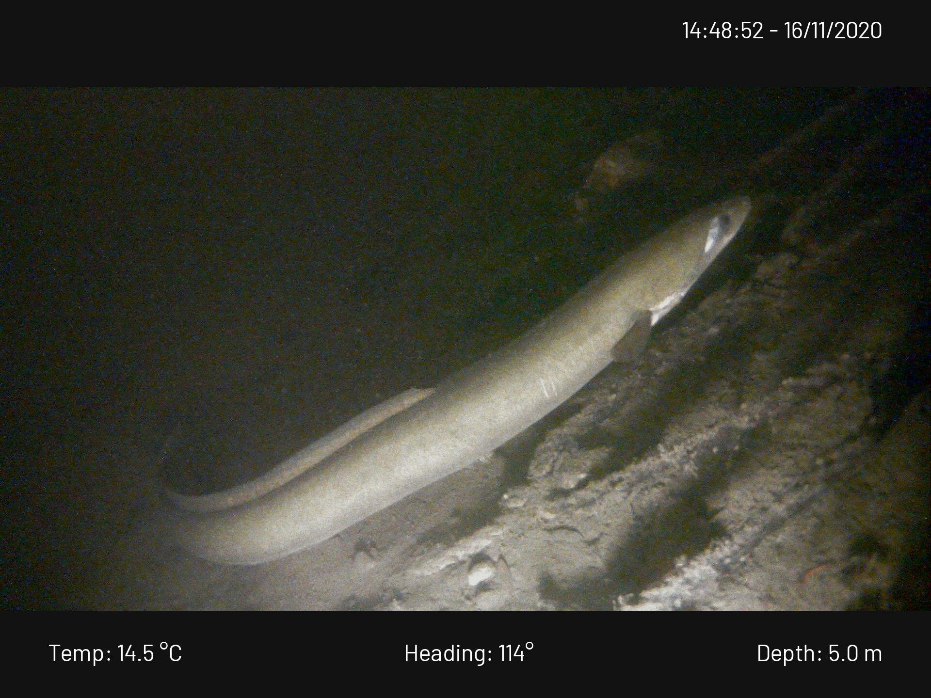 Conger Eel