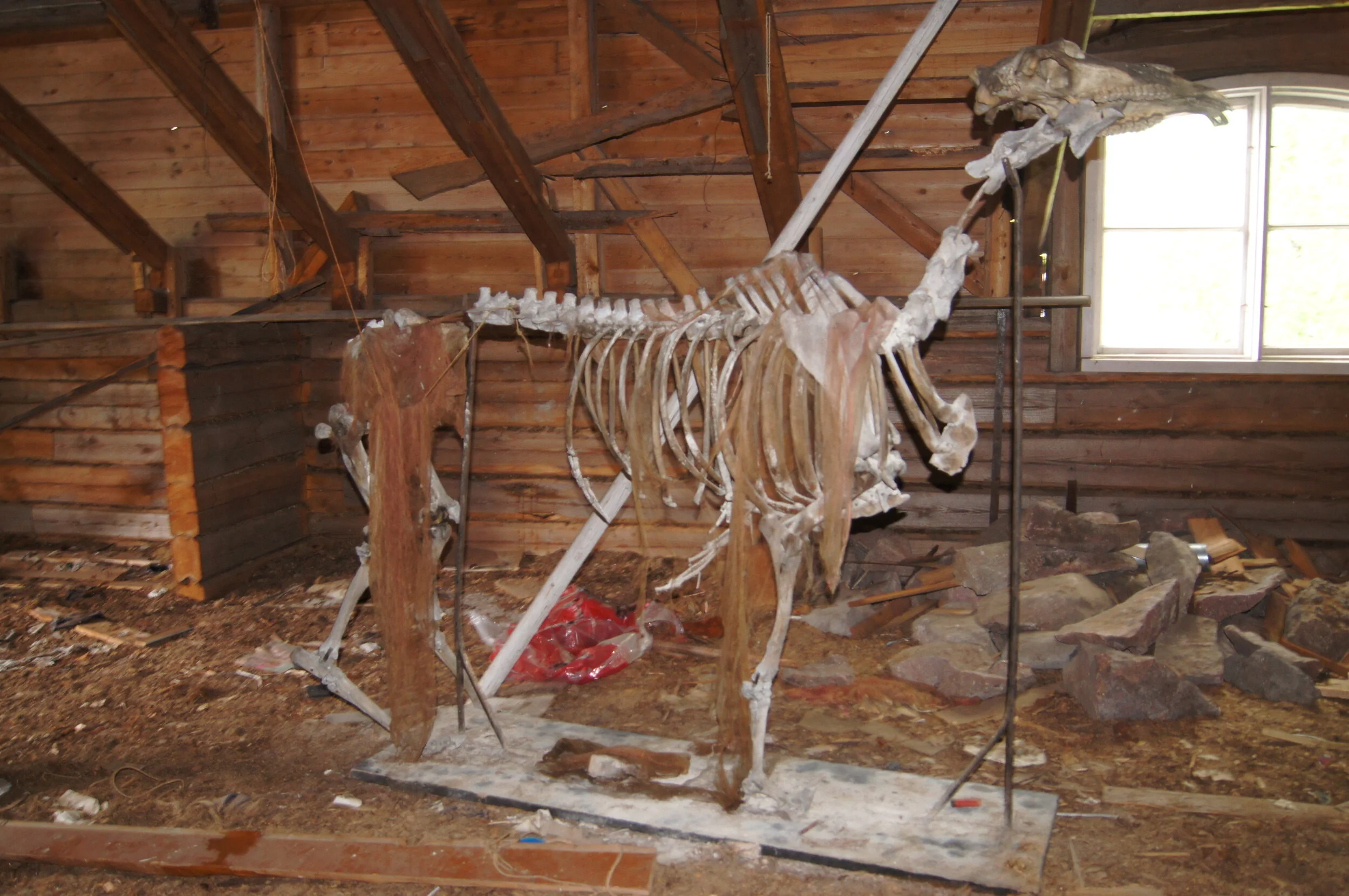 Lehmän luuranko Lapinjärven Perinnetalkoiden tilassa.