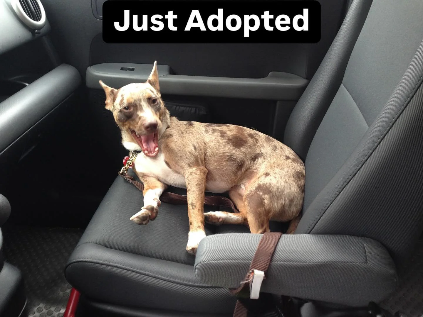 We adopted Wylie over ten years ago and I&rsquo;m still so in love with him. But it is hard watching your dog get old.

Today I&rsquo;m remembering all of the time that he spent running around with other dogs, so happy. Now it&rsquo;s unsafe to take 