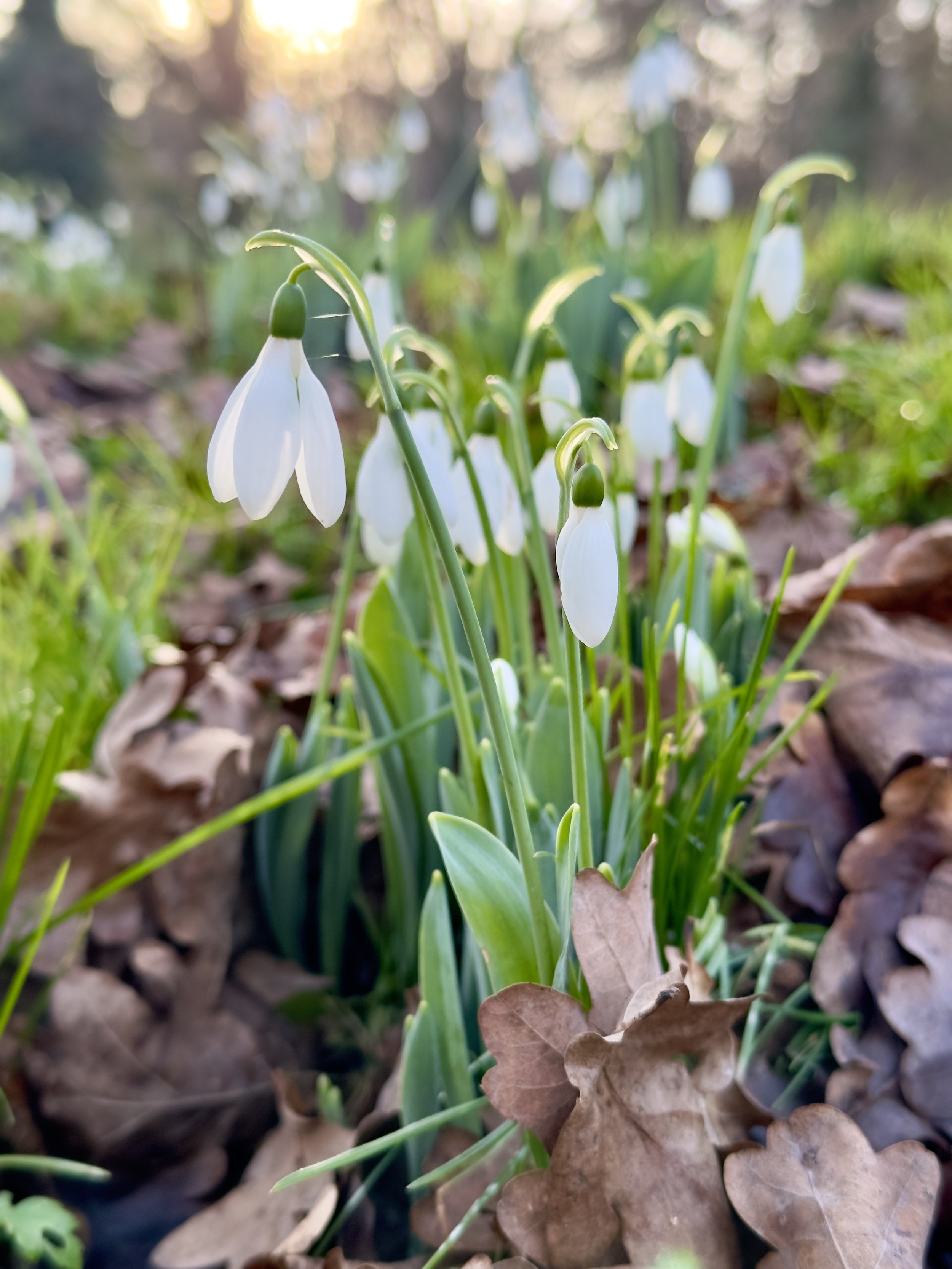 snowdrops, spring