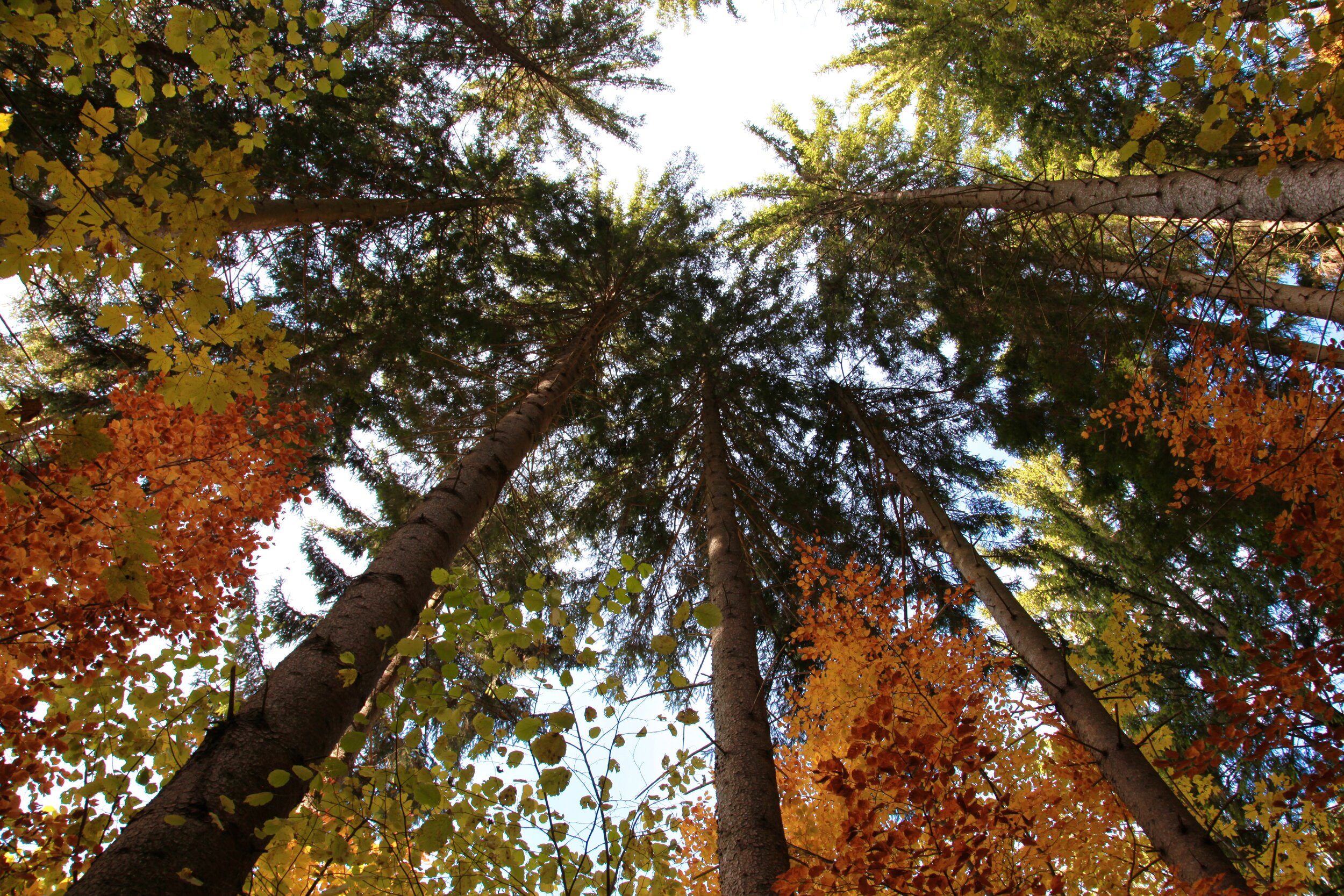 forest, trees, look up, autumn