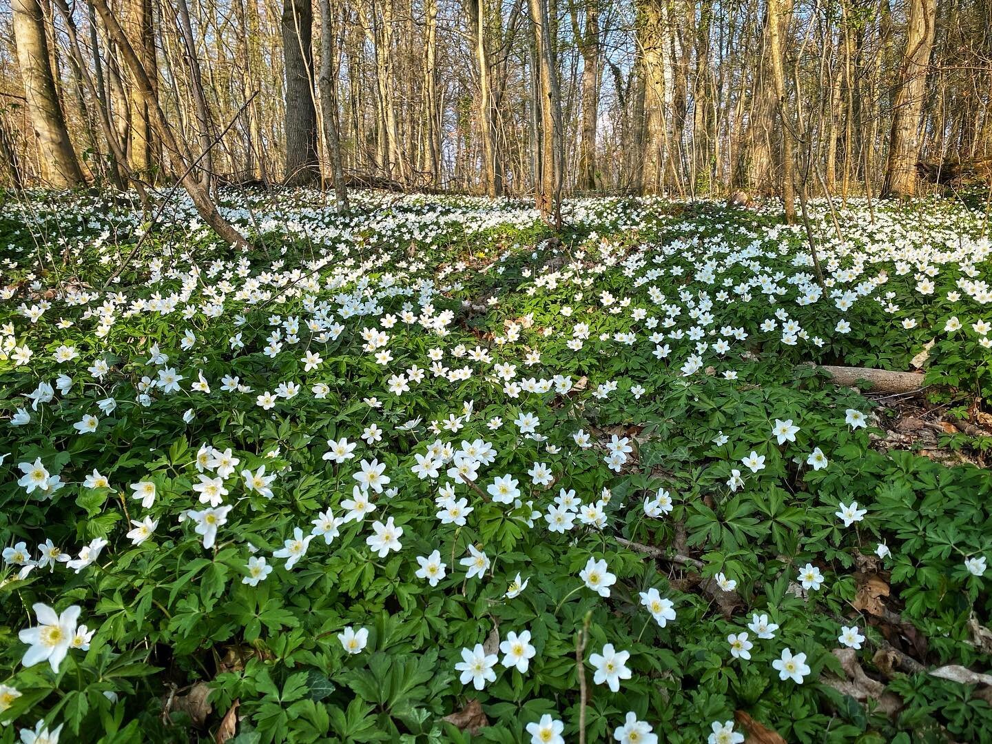 Have you noticed the woodlands come alive during the past few weeks? So many plants put on their best display before the forest becomes too dense and light is reduced on the woodland floor. I was greeted by these carpets of wood anemones during my fo