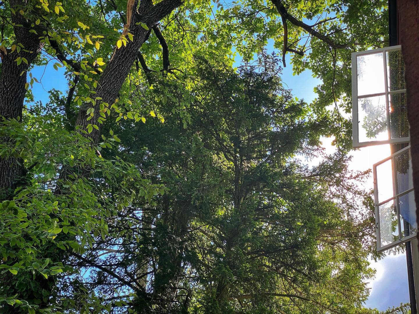 What would we do without trees? They give us oxygen, they give us shade from the heat, they let us hug them, climb on top of them and sit beside them listening to the rustling of their leaves in the gentle breeze. We need more trees not less! #loveyo