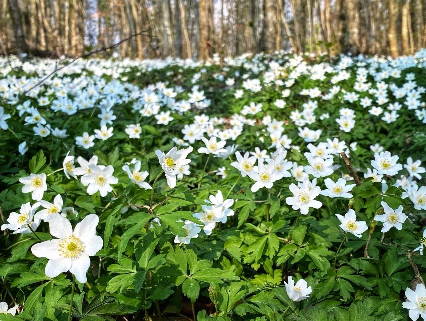 anemone, white flower, nature, forest floor, spring